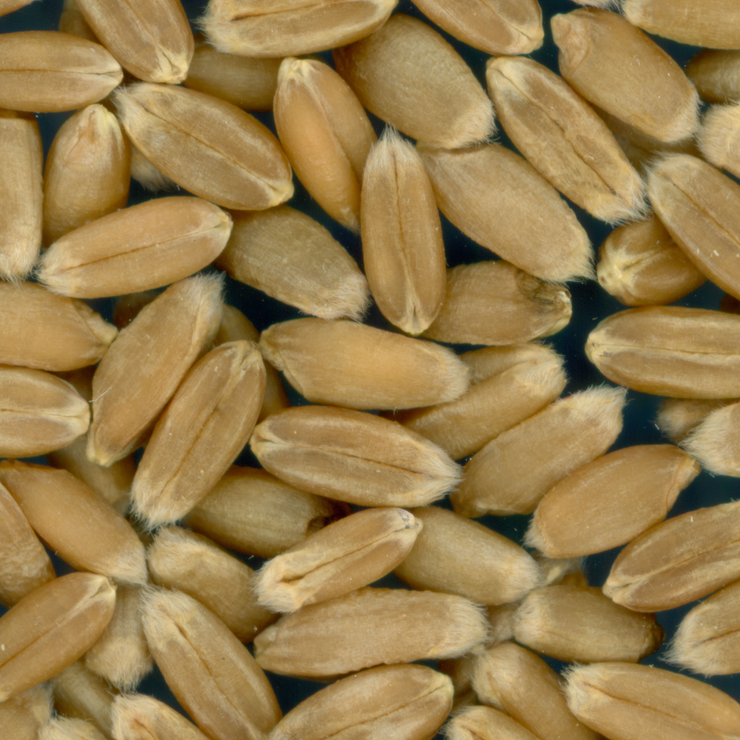 Click for 2 image(s) for this accession. KERNELS